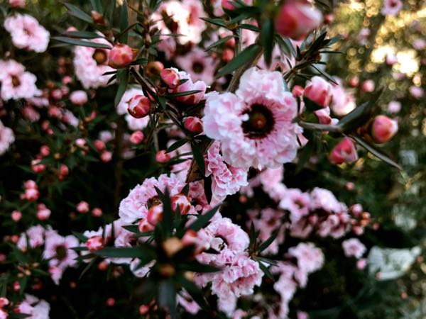 Leptospermum scoparium 'Apple Blossom'