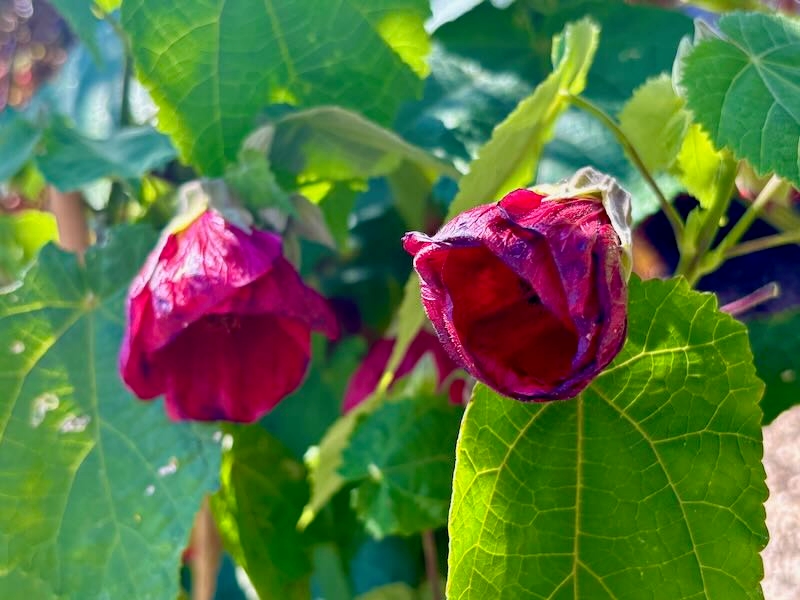 Abutilon 'Nabob'