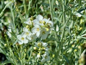 Gomphostigma virgatum