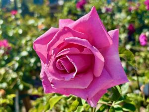 Rosa 'Memorial Day™' | Online Flower Garden