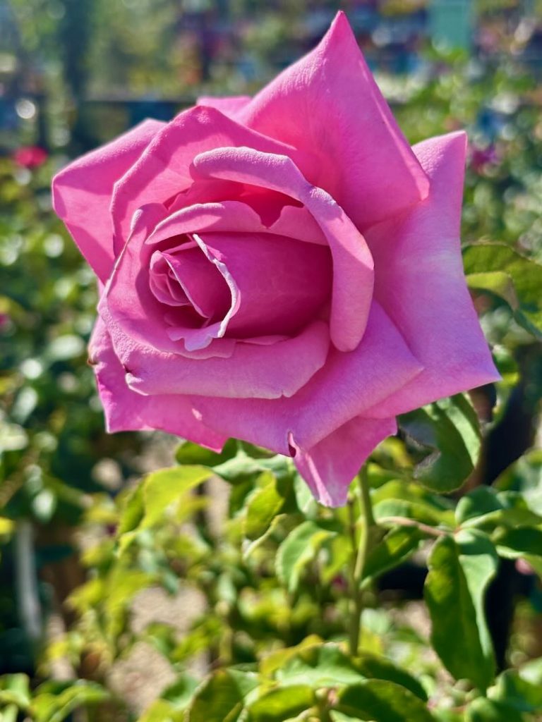 Memorial Day™ Rose, Rosa 'Memorial Day™'