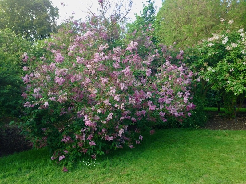 Syringa villosa or Late Lilac