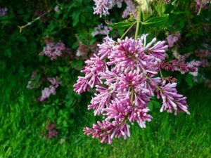 Syringa villosa or Late Lilac