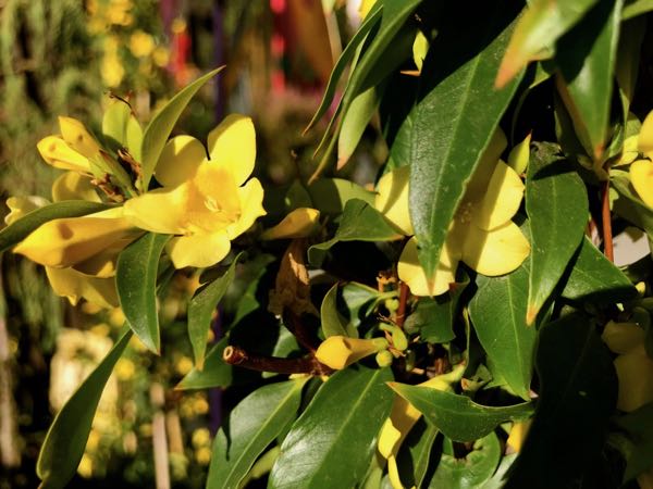 Gelsemium-sempervirens_4327 | Online Flower Garden Gelsemium sempervirens