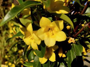 Gelsemium sempervirens