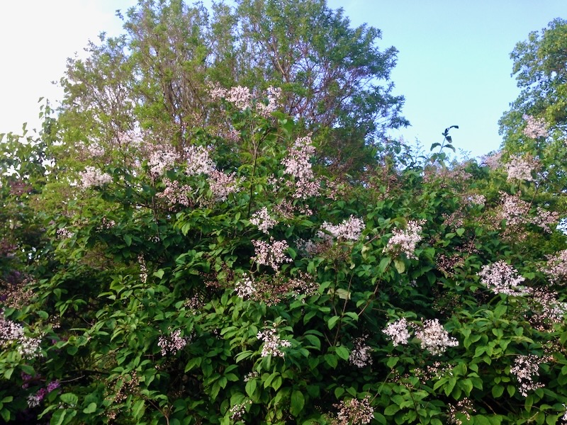 Syringa persica 'Alba'