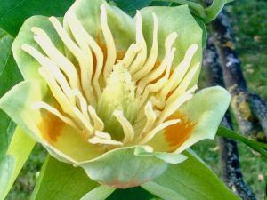 Liriodendron tulipifera