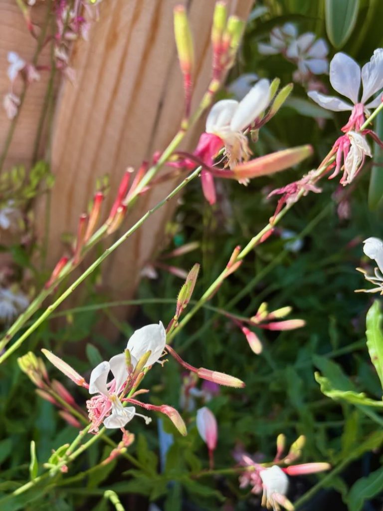 Gaura lindheimeri ‘Bantam® White’