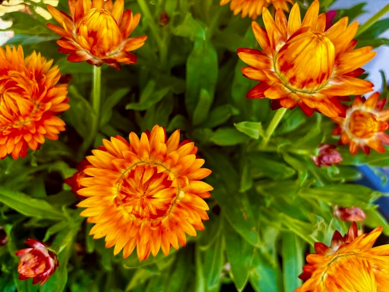 Bracteantha-Granvia-Harvest-Orange | Online Flower Garden Granvia® Harvest Orange, Bracteantha 'Granvia® Harvest Orange'