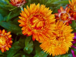 Bracteantha ‘Granvia® Harvest Orange’ | Online Flower Garden