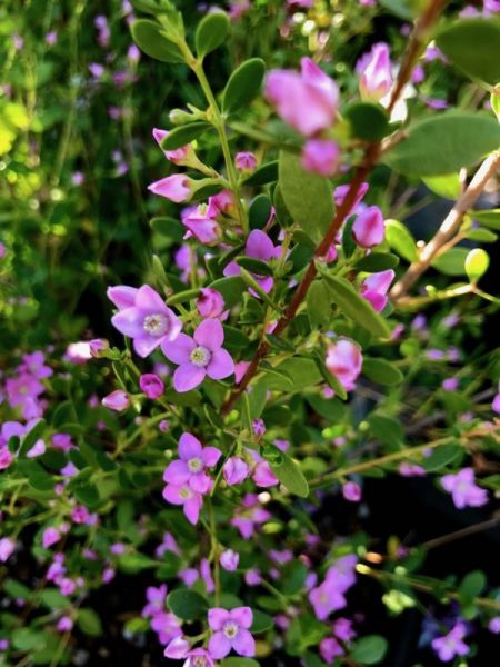 boronia_4341 | Online Flower Garden Boronia crenulata 'Shark Bay'