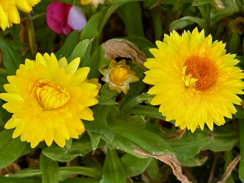 Bracteantha ‘Granvia® Gold’