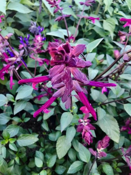 Salvia 'Love and Wishes'