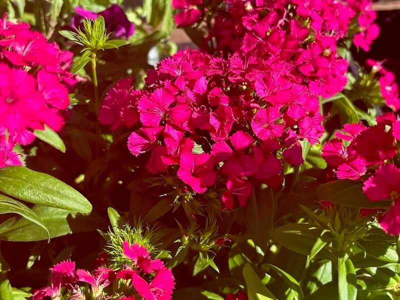 Dianthus-Jolt-Cherry | Online Flower Garden Jolt™ Cherry, Dianthus 'Jolt™ Cherry'
