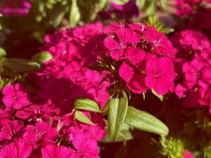 Dianthus 'Jolt™ Cherry'