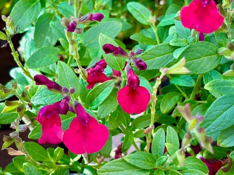 Salvia-greggii-Mirage-Cherry-Red | Online Flower Garden Mirage® Cherry Red, Salvia greggii 'Mirage® Cherry Red'
