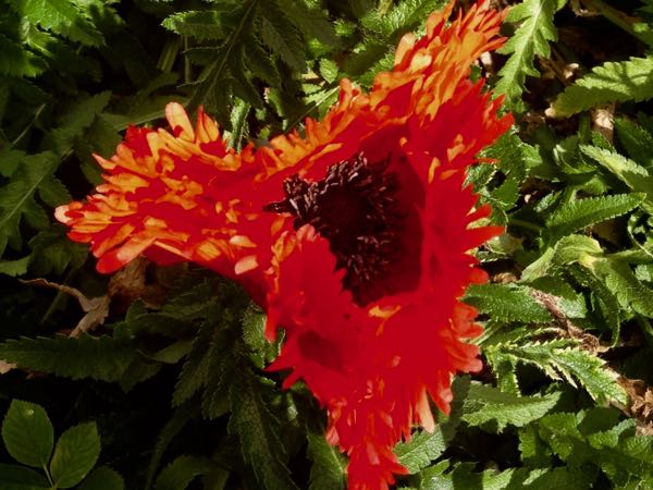 Papaver 'Türkenlouis'