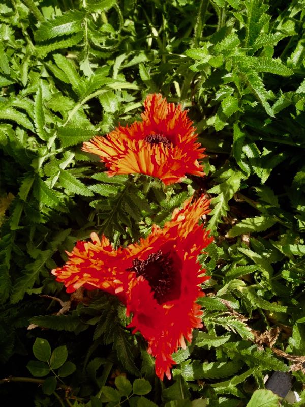 Papaver 'Türkenlouis'