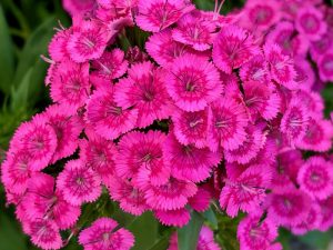 Dianthus 'Jolt™ Pink'