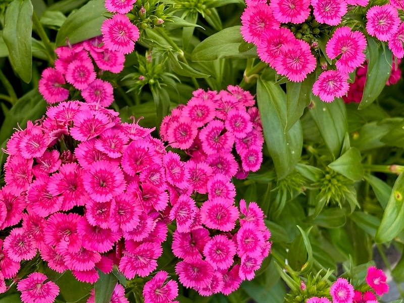 Dianthus 'Jolt™ Pink'