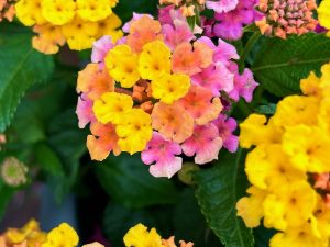 Lantana 'Shamrock™ Rose Gold'