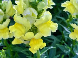 Antirrhinum 'Speedy Sonnet Yellow'