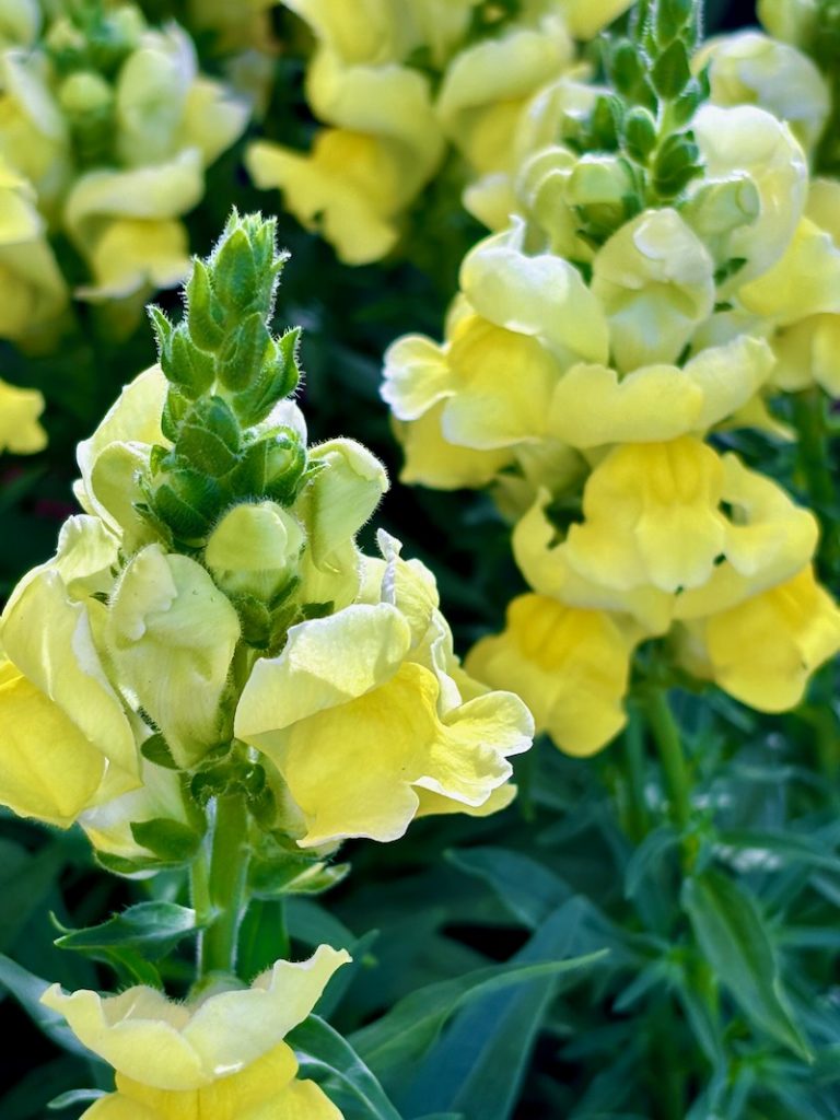 Antirrhinum  | Online Flower Garden'Speedy Sonnet Yellow'