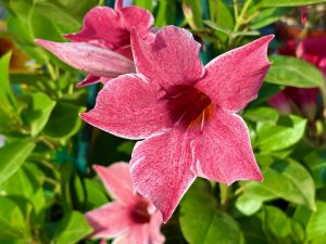 Mandevilla 'Sun Parasol® Original XP Mauvelous'