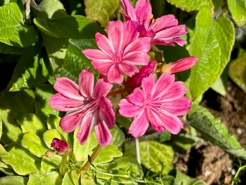 Lewisia-cotyledon-Elise-Ruby-Red | Online Flower Garden Lewisia cotyledon 'Elise Ruby Red'