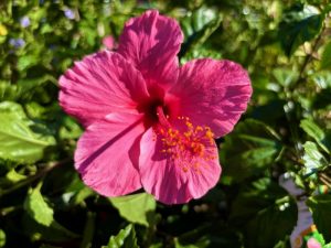 Hibiscus rosa-sinensis 'Lipstick' | Online Flower Garden