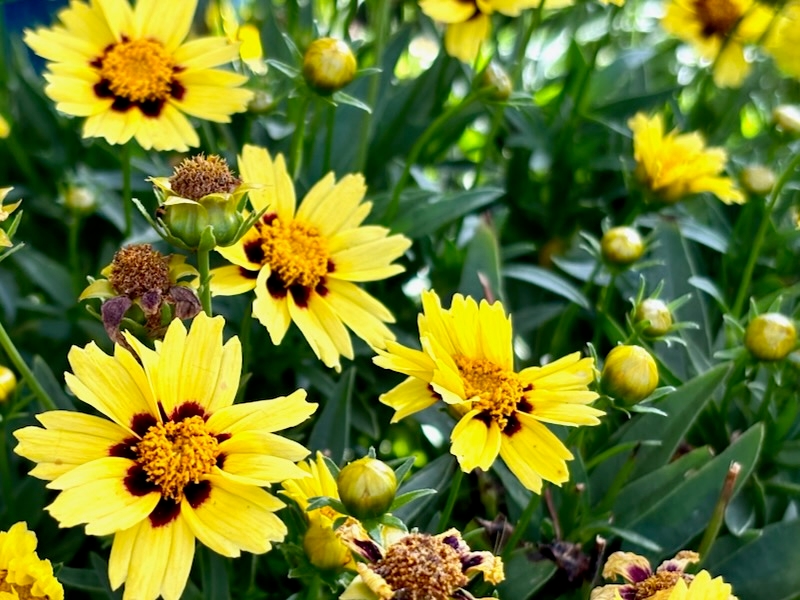 Coreopsis-Uptick-Cream-and-Red | Online Flower Garden Uptick™ Cream and Red, Coreopsis 'Uptick™ Cream and Red'