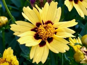 Coreopsis-Uptick-Cream-and-Red | Online Flower Garden Coreopsis 'Uptick™ Cream and Red' | Online Flower Garden