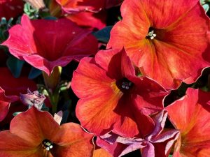 Petchoa SuperCal® Premium 'Red Maple', Petunia SuperCal® Premium 'Red Maple'