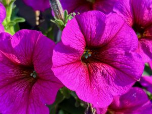 Petchoa SuperCal® Premium 'Purple Dawn'