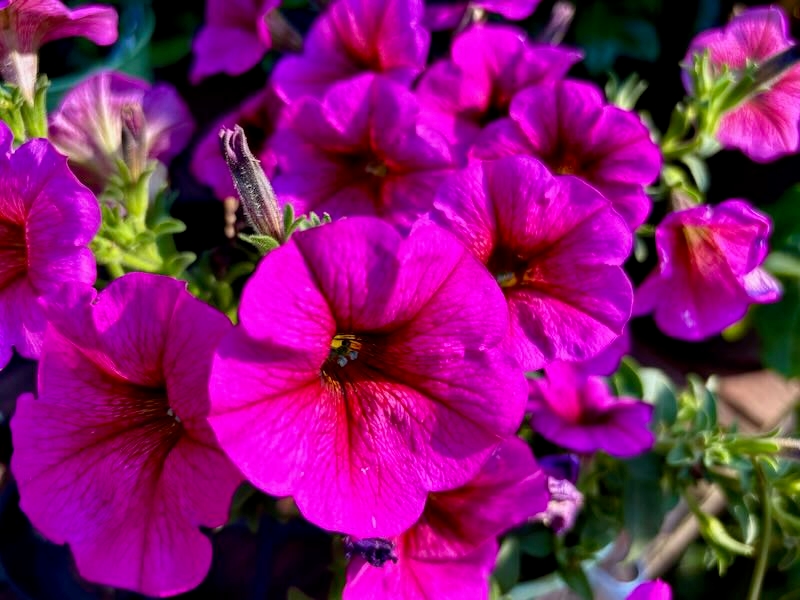 Petchoa SuperCal® Premium 'Purple Dawn'