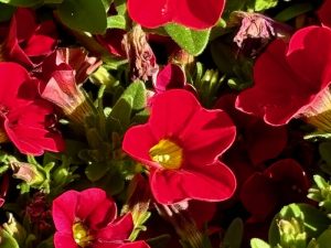 Calibrachoa Cabaret® ‘Red’