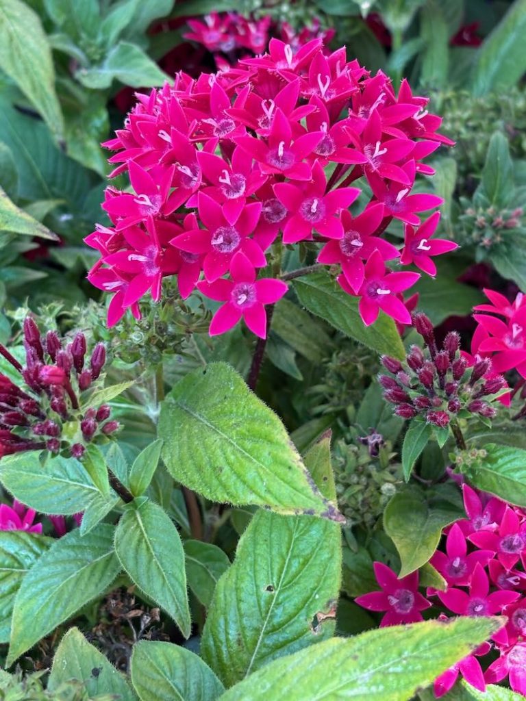 Pentas 'Graffiti 20/20 Ruby' | Online Flower Garden
