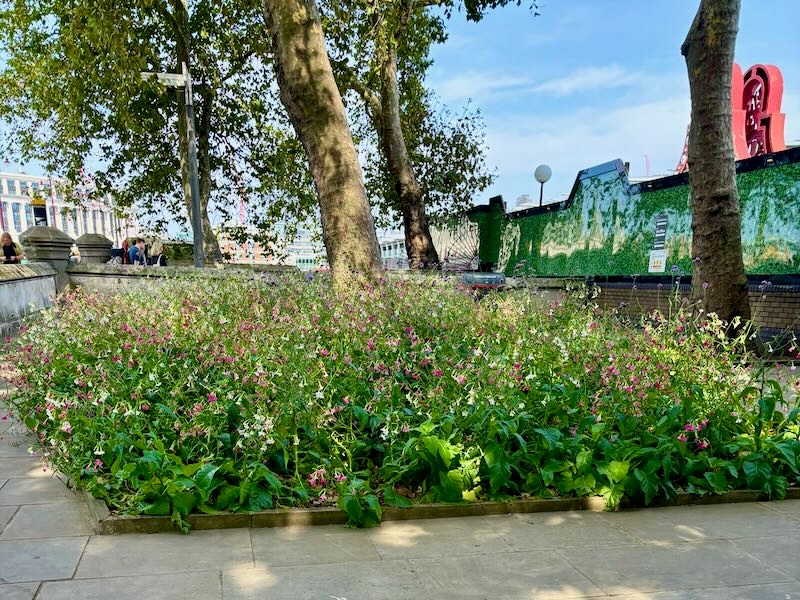 Nicotiana sanderi | Online Flower Garden