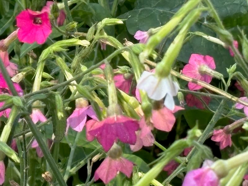 Nicotiana sanderi | Online Flower Garden