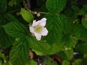 Rubus-caesius_4511 | Online Flower Garden Rubus caesius | Online Flower Garden