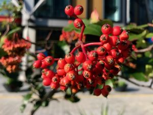 Photinia serratifolia