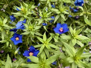 Lysimachia monelli or Blue Pimpernel | Online Flower Garden