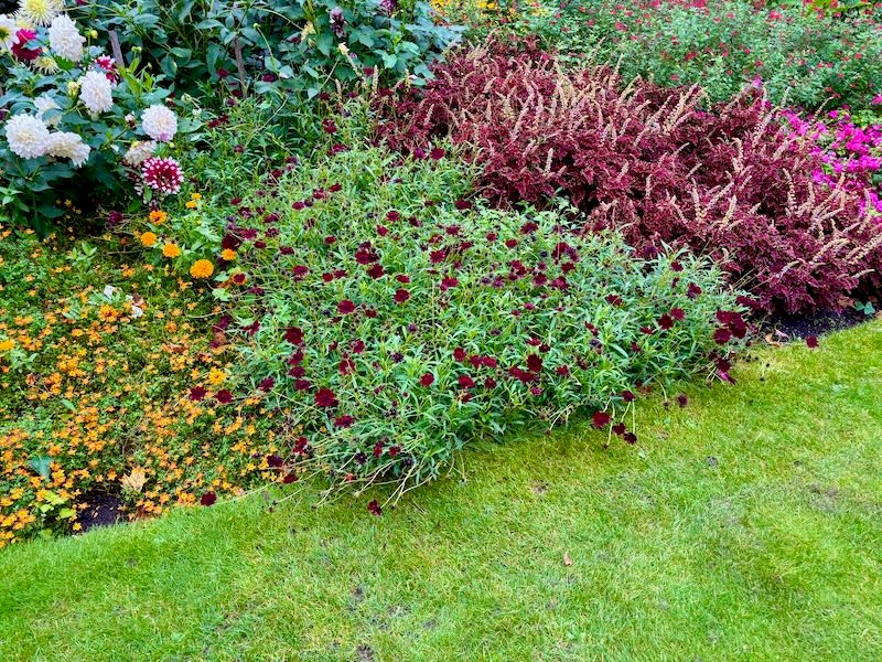 Cosmos-atrosanguineus-Chocamoch | Online Flower Garden Cosmos atrosanguineus ‘Chocamocha’