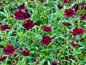 Cosmos atrosanguineus ‘Chocamocha’