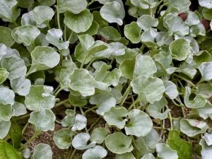Dichondra argentea | Online Flower Garden