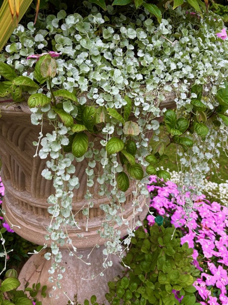 Dichondra argentea