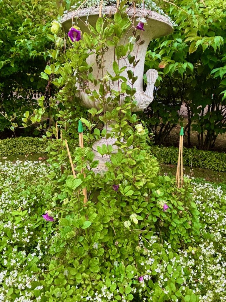 Cobaea-scandens | Online Flower Garden Cobaea scandens