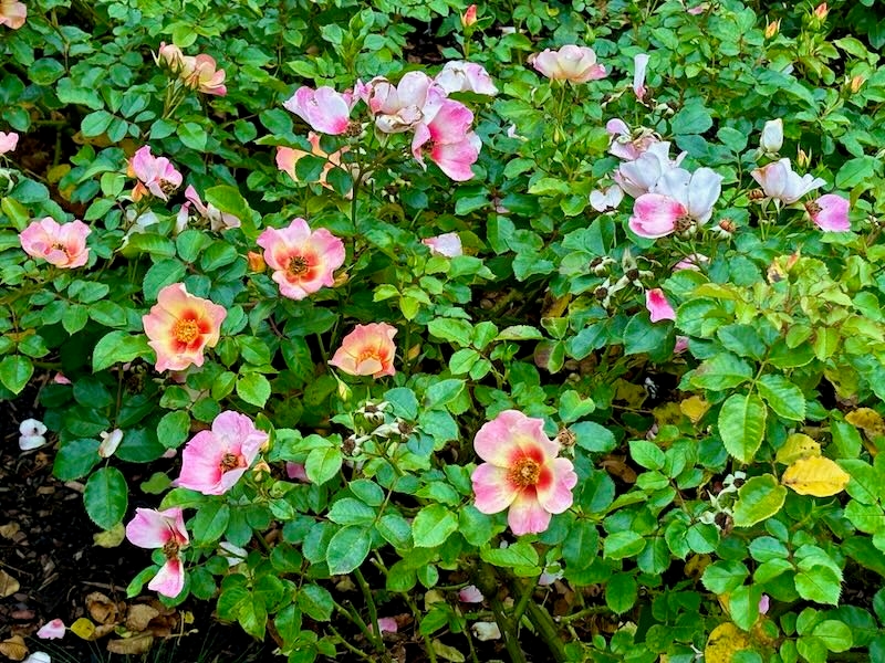Rosa-Your-Lovely-Eyes | Online Flower Garden Rosa ‘Your Lovely Eyes’