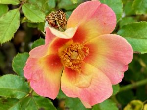 Rosa ‘Your Lovely Eyes’ | Online Flower Garden