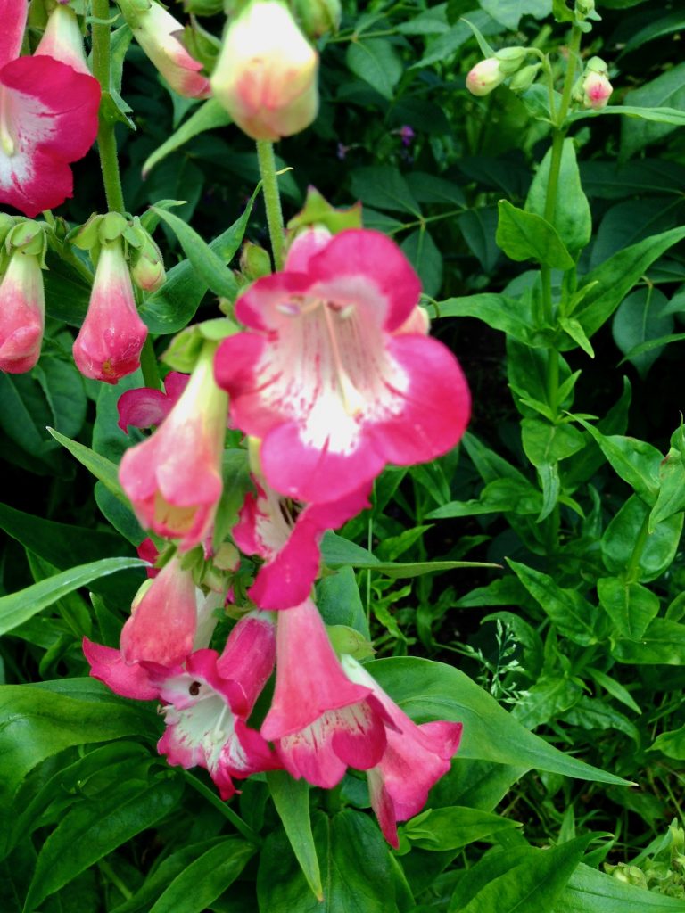 Penstemon 'Flock of Flamingos'
